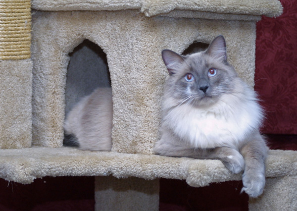 sweetheaven ragdolls