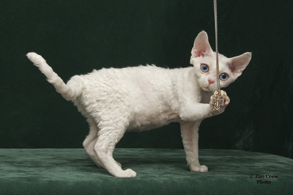 Facehuggers store devon rex